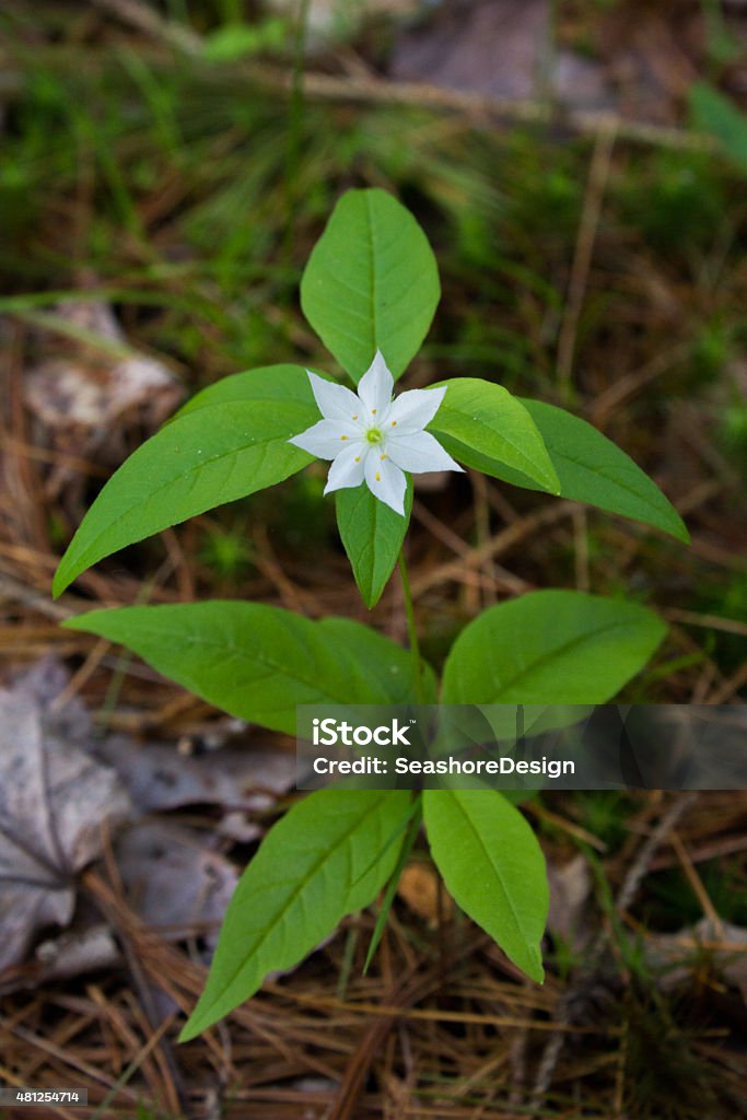 White Starflower White Starflower (Trientalis borealis) in Maine. Star Of Bethlehem - Flower Stock Photo