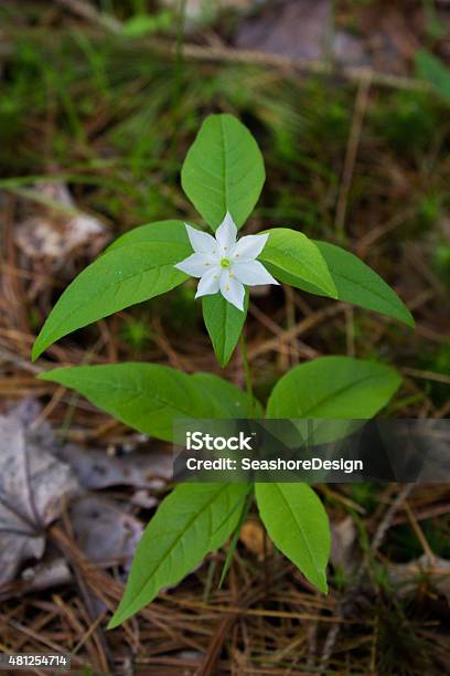 White Starflower Stock Photo - Download Image Now - Star Of Bethlehem - Flower, Flower, Maine