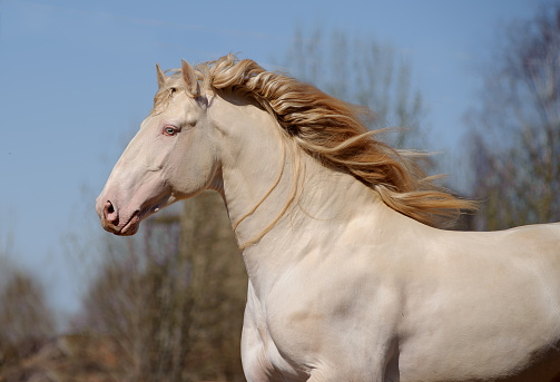 perlino lusitano horse with blue sky background