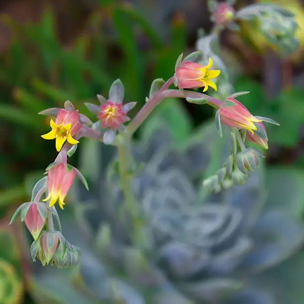 Echeveria Elegans: Racemes of bell-shaped pink, yellow and orange flowers.