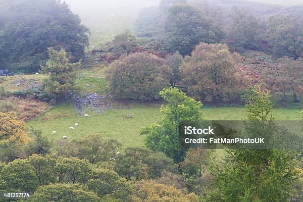 Autumn Fall Scene Mist Grass And Trees Wales United Kingdom Stock Photo - Download Image Now