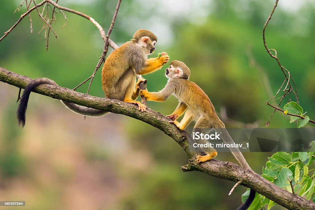 Common squirrel monkeys  playing on a tree branch Two common squirrel monkeys (Saimiri sciureus) playing on a tree branch Amazon Region Stock Photo