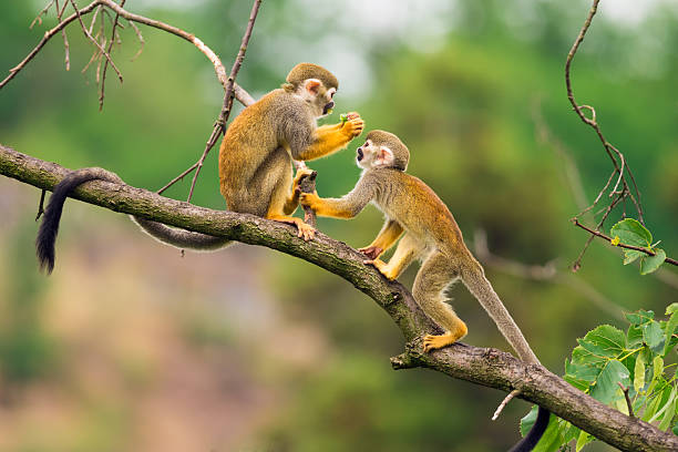 Common squirrel monkeys  playing on a tree branch Two common squirrel monkeys (Saimiri sciureus) playing on a tree branch primate photos stock pictures, royalty-free photos & images
