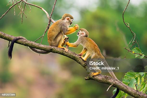 Common Squirrel Monkeys Playing On A Tree Branch Stock Photo - Download Image Now - Amazon Region, Amazon Rainforest, Animal