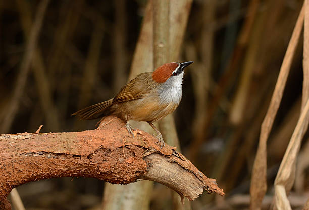 체스트넛캡배블러 (timalia pileata - jungle babbler 뉴스 사진 이미지