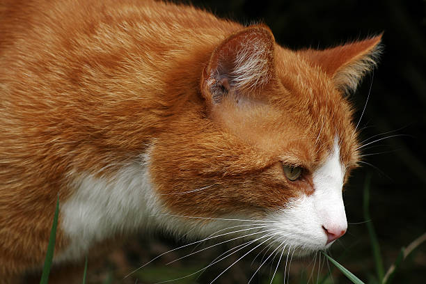 czerwony kot - gespannt zdjęcia i obrazy z banku zdjęć