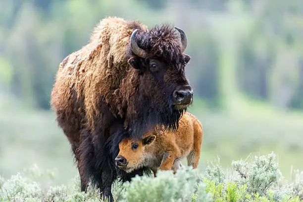 The calf bison has moved protectively beneath it's mothers long mane.  This photo was taken in Yellowstone National Park in the spring.  Calf bison are known as red dogs while they still have this brightly colored coat.