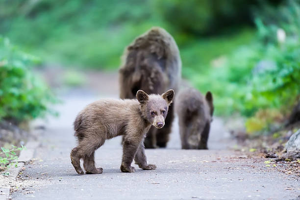 Young Black Bear Cub This young cinnamon black bear cub takes one last look back at me as it follows its mother and a sibling along a walking path in Sequoia National Park in California.  black bear cub stock pictures, royalty-free photos & images