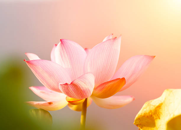 istock lotus flower blossom 481258115