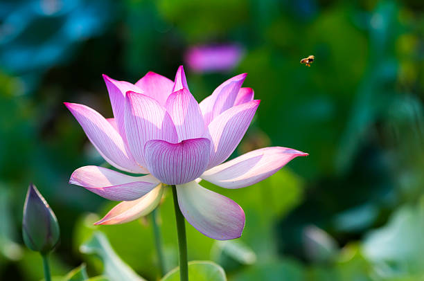istock lotus flower blossom 481258293