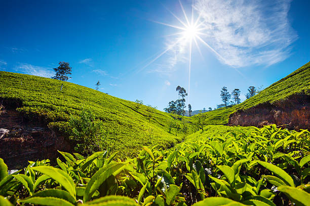 istock Landscape with green fields of tea in Sri Lanka 481258345