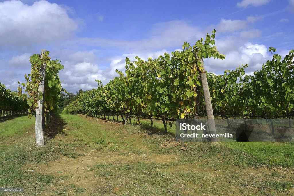 vineyard - Photo de Automne libre de droits