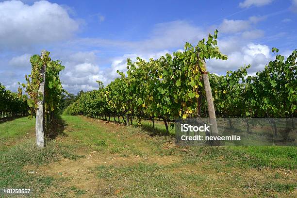 Photo libre de droit de Vineyard banque d'images et plus d'images libres de droit de Automne - Automne, Bleu, Ciel