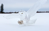 Snowy owl landing in Northern Minnesota.