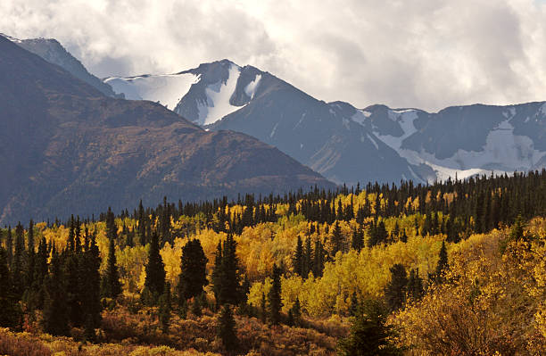 istock Autumn colored Aspens amongst Lodgepole Pines 481259611