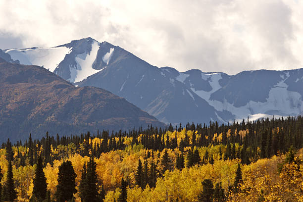 istock Autumn colored Aspens amongst Lodgepole Pines 481259685