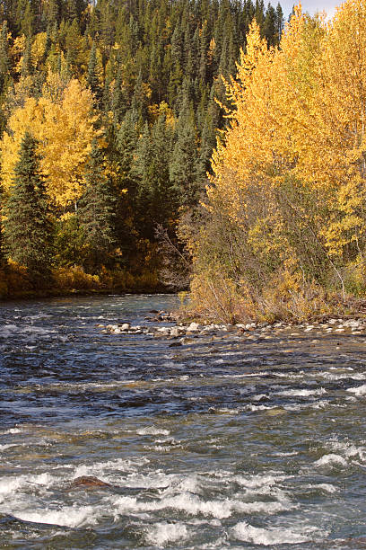 istock Autumn colored trees along Barrage Creek in British Columbia 481259695