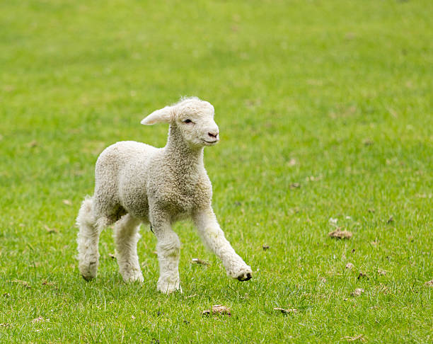istock Cute lamb in meadow  New Zealand 481259979