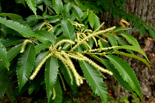 Inflorescence of the sweet chestnut (Castanea sativa)