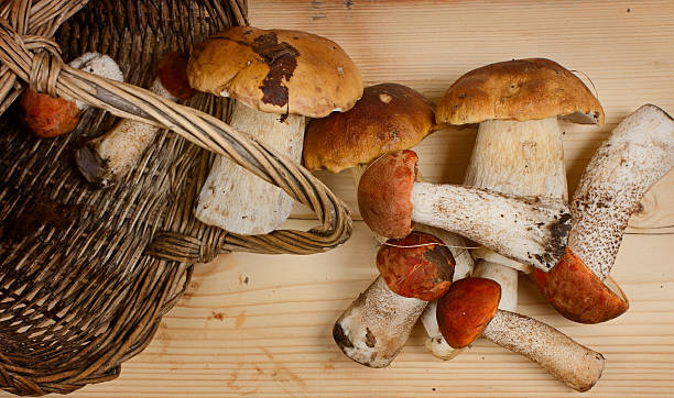 istock basket with edible boletus 481261480