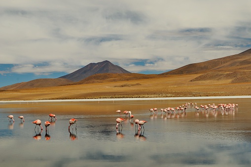 Flamingas at Laguna Canapa