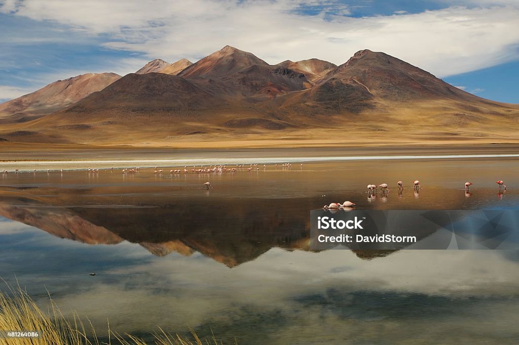 Flamingos in Lagoon Hemp Flamingos in Laguna Canapa Potosi Bolivia. 2015 Stock Photo