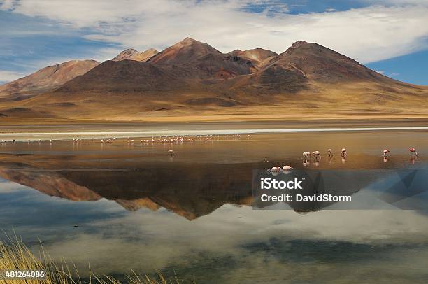 Flamingos In Lagoon Hemp Stock Photo - Download Image Now - 2015, Altiplano, Andes