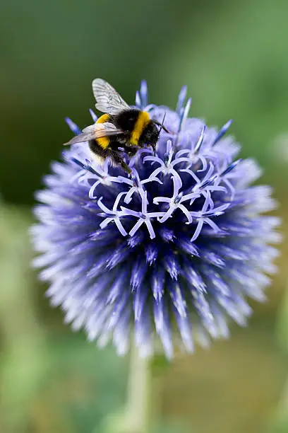 Photo of Echinops 'Vetch Blue' with Bumble Bee