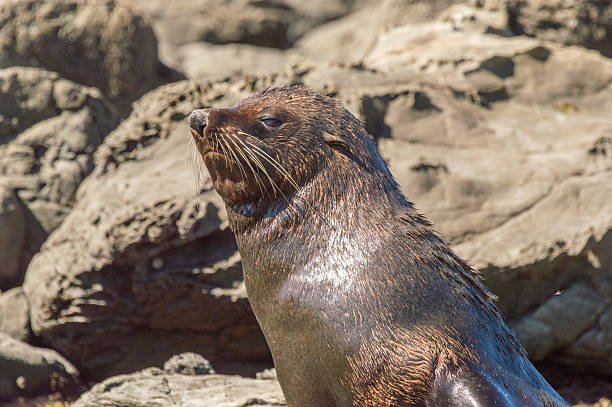 istock Close up of a fur seal 481264340