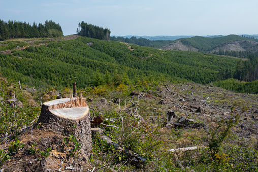 A tree stump on clear-cut hillside, reforestation in the distance.