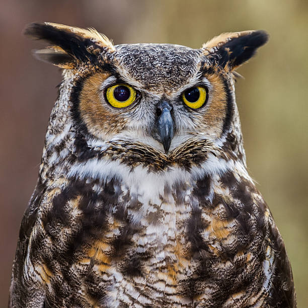 istock Great Horned Owl Portrait 481264576