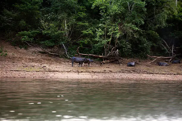 Water-buffalo on the River Kwai