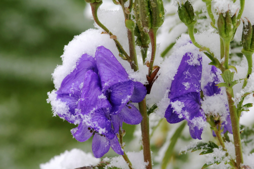 the blossoms of the larkspur with October snow