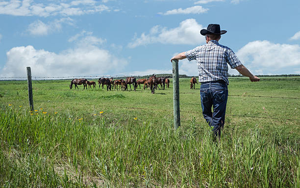 cowboy schiefen gegen zaun post blick ein pferderennen im sommer - cowboy blue meadow horizontal stock-fotos und bilder