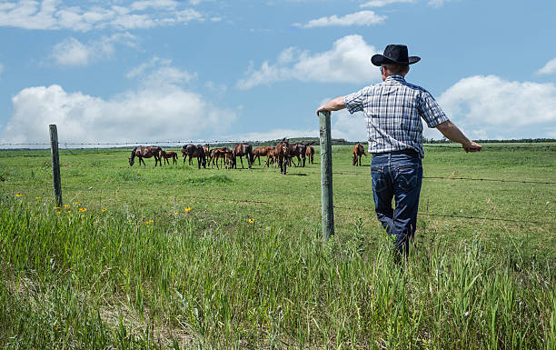 cowboy apoyarse en valla post contempla a los caballos en el verano - cowboy blue meadow horizontal fotografías e imágenes de stock