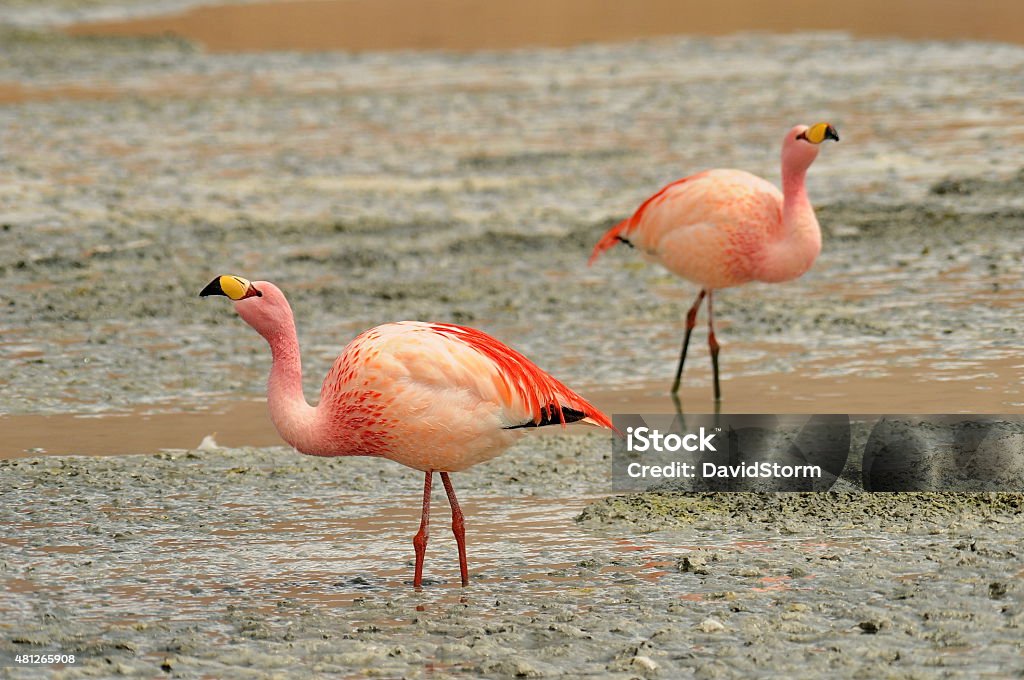 Onda Lagoon 2015 Stock Photo