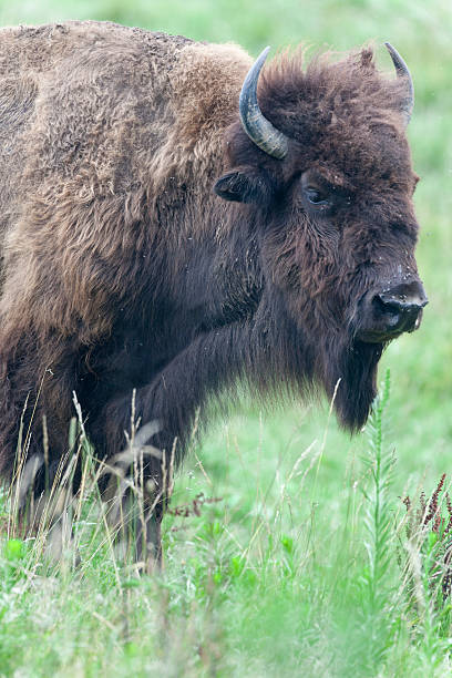 istock Male American Bison, Bison bison 481266402