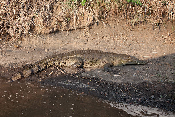 istock The American Crocodile, Crocodylus acutus 481266412