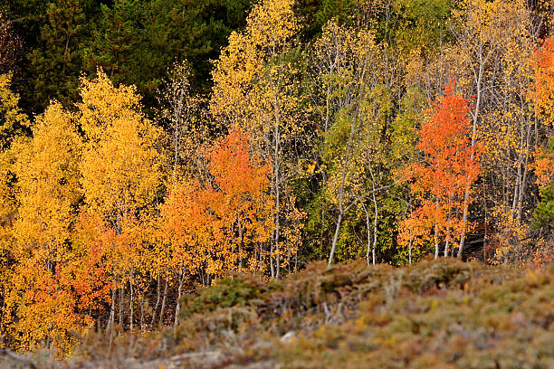 istock Autumn colored trees on hillside in British Columbia 481267077