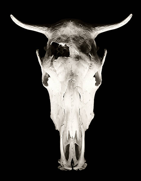 istock Head skull of cow isolated on black background 481268251