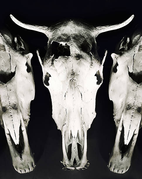 istock Head skull of cow isolated on black background 481268275