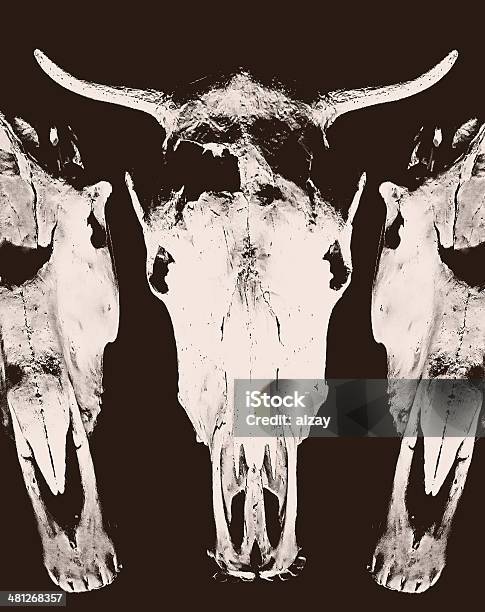 Head Skull Of Cow Isolated On Black Background Stock Photo - Download Image Now - Aggression, Anatomy, Ancient