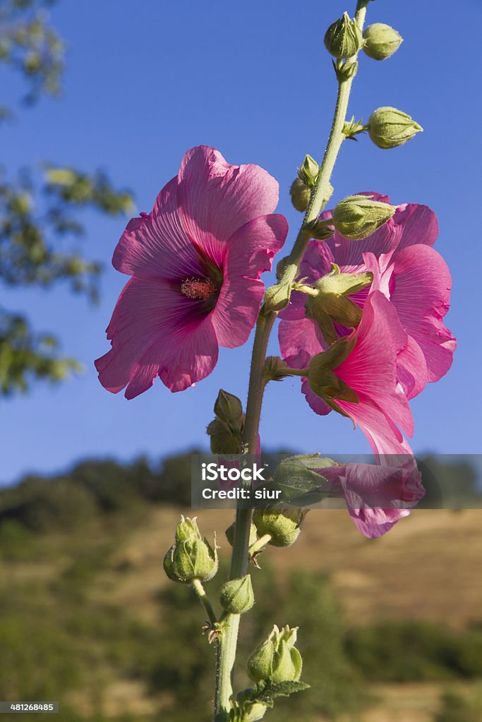 Flower Hollyhock Flor Alcea Rosea Stock Photo - Download Image Now -  Beauty, Beauty In Nature, Blue - iStock