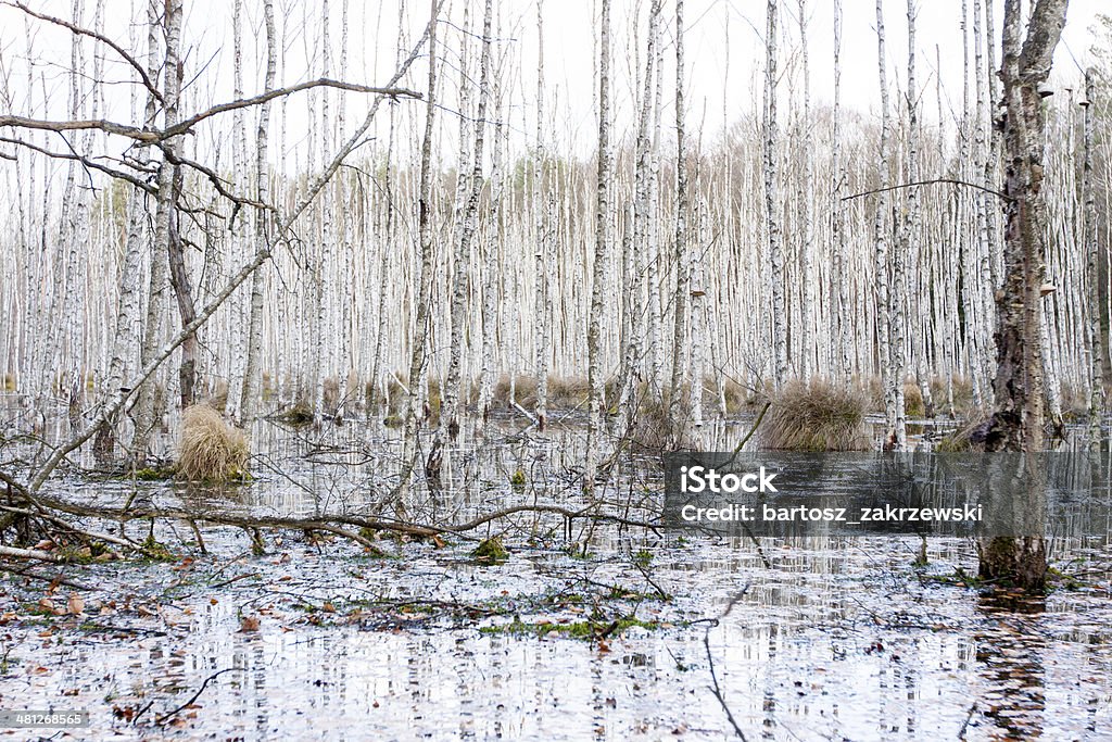 Swamp in the forest Algae Stock Photo