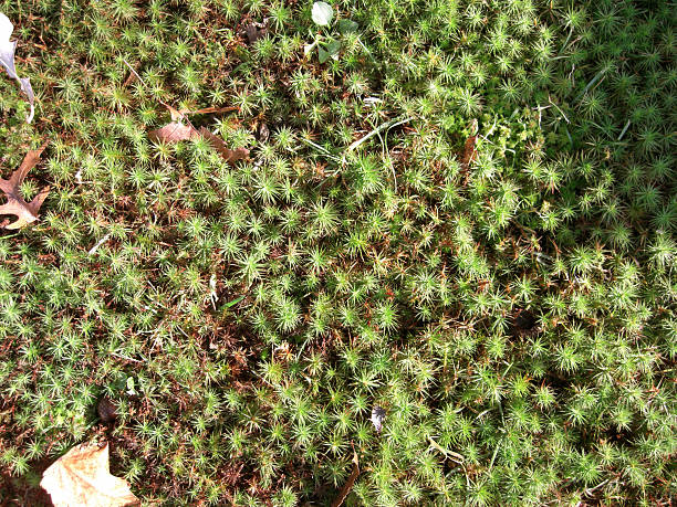 ground moss 2 stock photo
