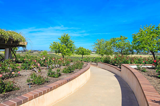 istock Rose garden. San Diego 481269417