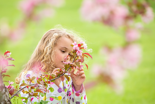 Young girl taking a close look at pink tree blossoms on a tree in springtime. Image shot through branches on the tree to form a natural frame around the girl. Taken on a rainy spring morning, so the girl is wearing a multicolored polka dot rain coat.