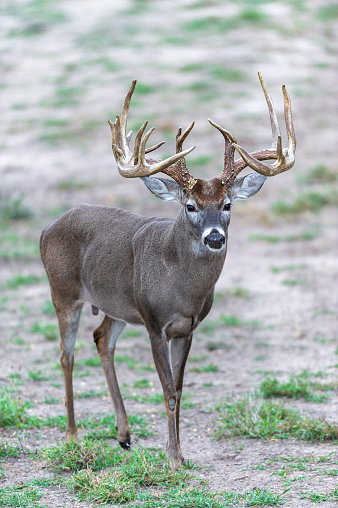 This is the largest whitetail buck I have ever seen or photographed.  His antlers have mass, points, and good symmetry for how large he is.  Photographed in central Texas.