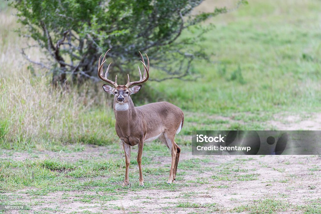 Buck Whitetail - Photo de Texas libre de droits