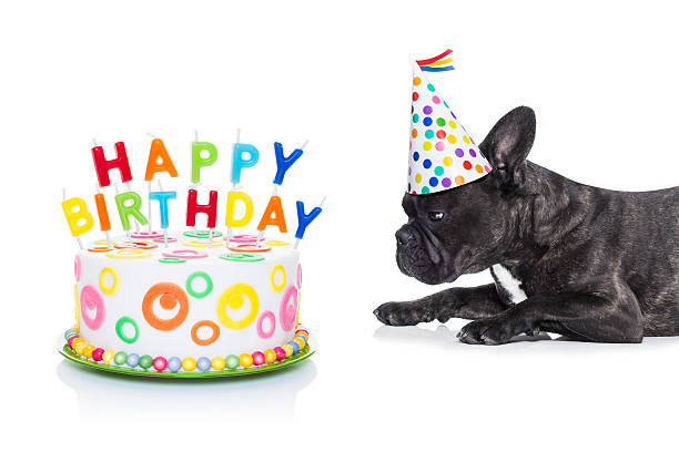 istock happy birthday dog and cake 481270406